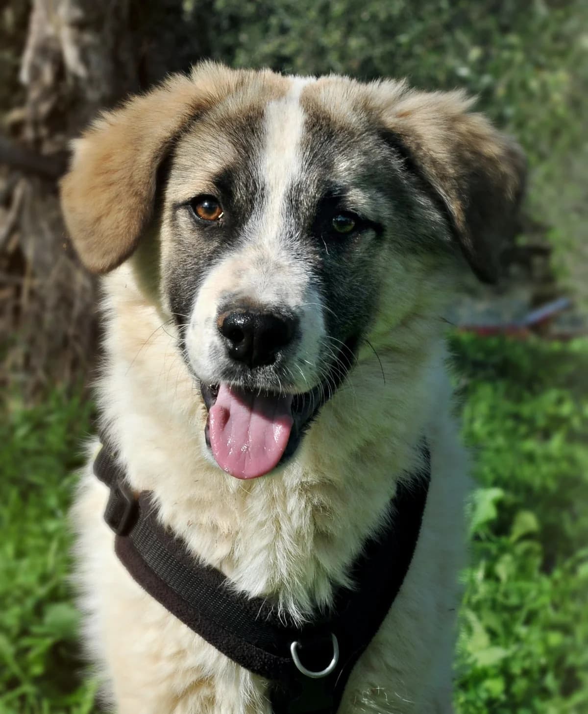 Peeta, male puppy Mixed Breed for adoption at DASH Deutschland Tierschutz e.V., Germany