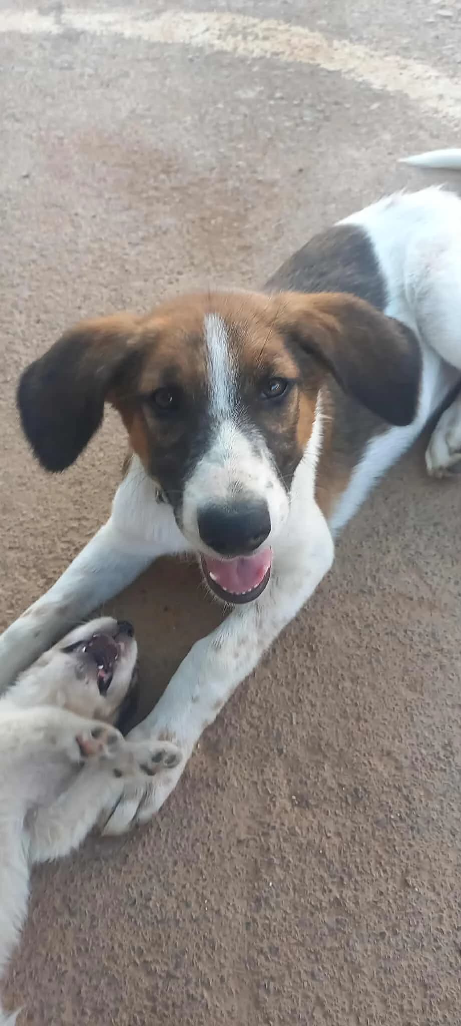 Margo, female puppy Mixed Breed for adoption at DASH Deutschland Tierschutz e.V., Germany