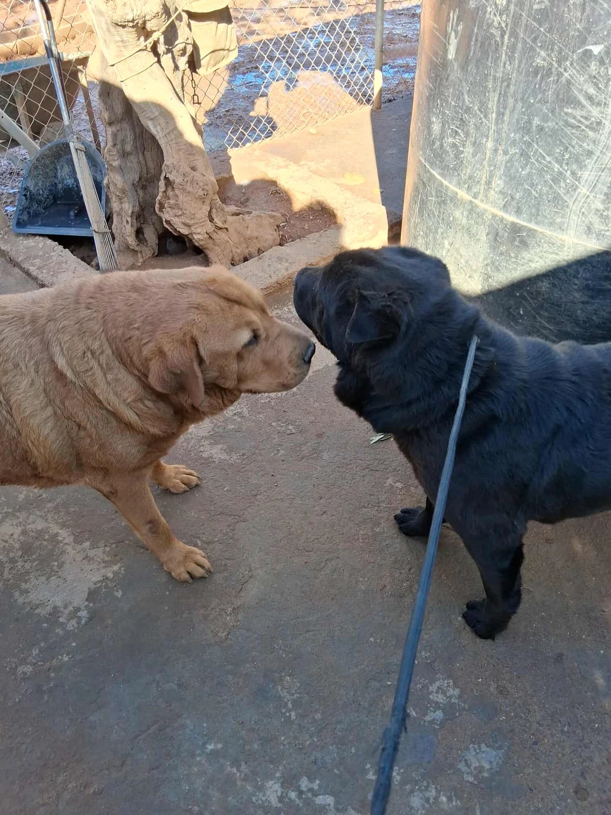 Irma & Bella, female Mixed Breed for adoption at DASH Deutschland Tierschutz e.V., Germany