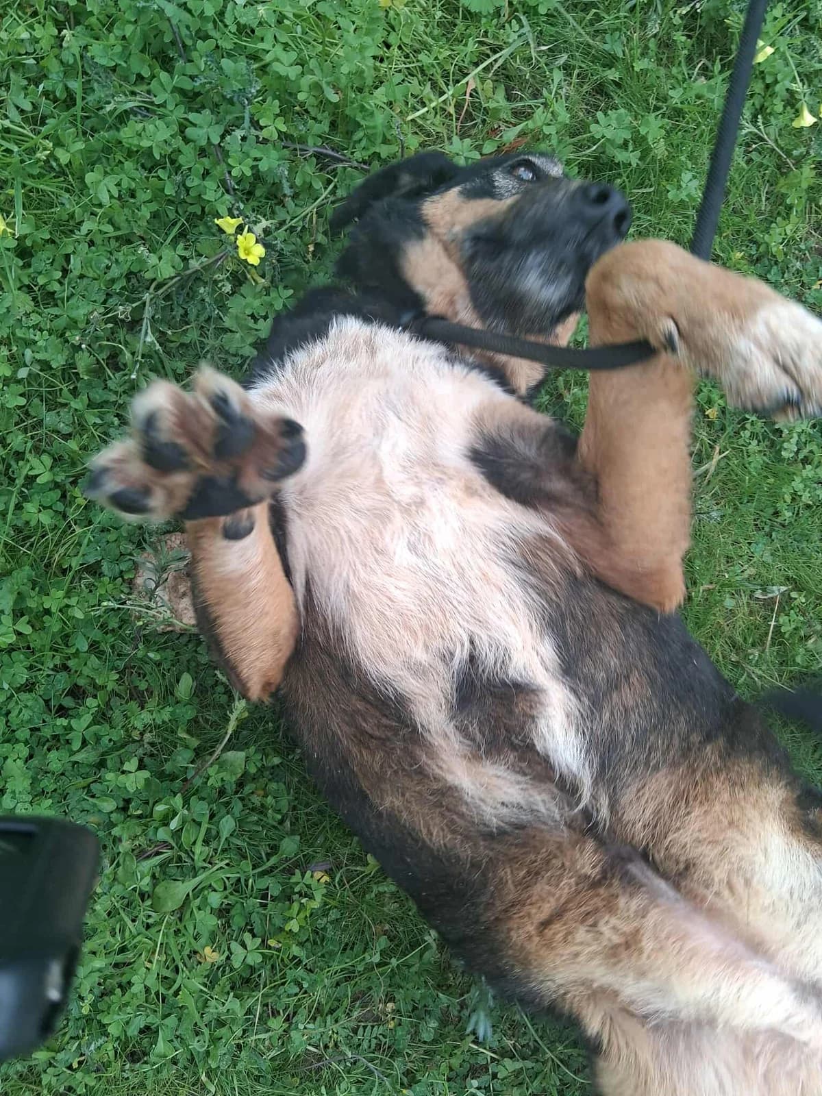 Destiny, female senior Mixed Breed for adoption at DASH Deutschland Tierschutz e.V., Germany