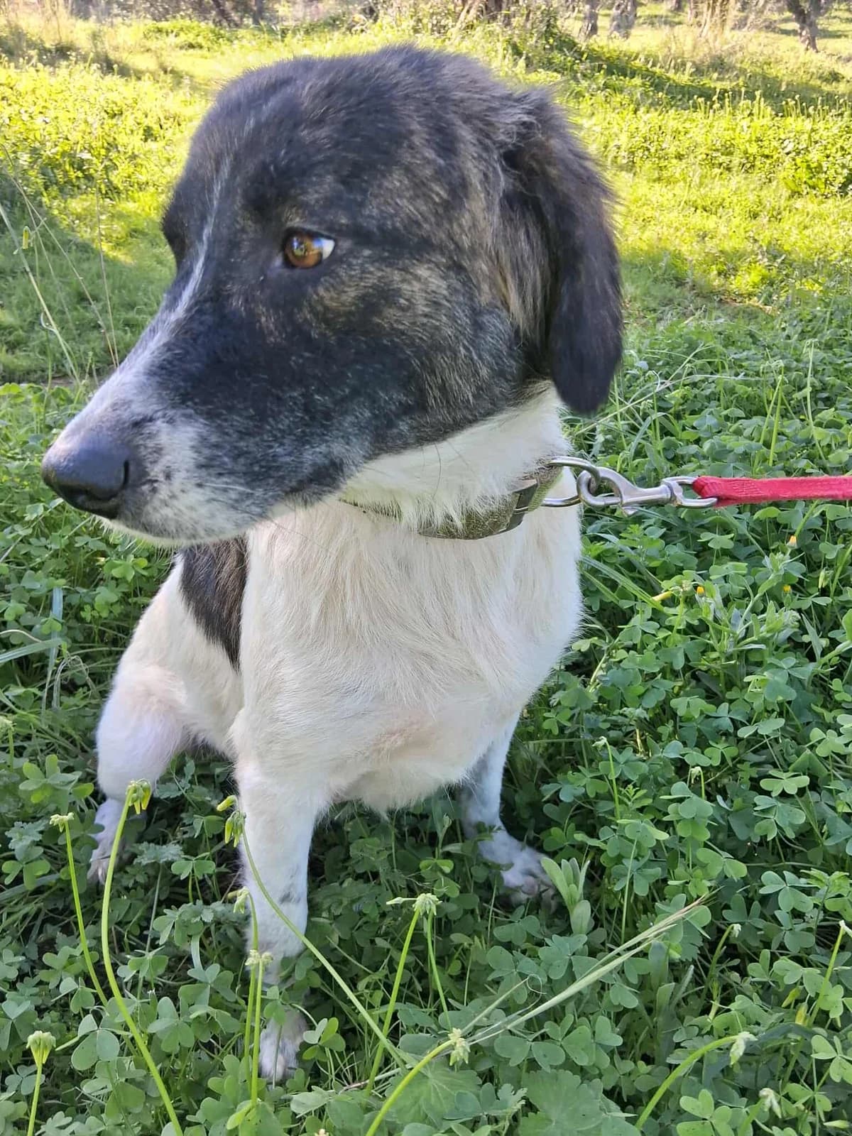 Melenia, female Mixed Breed for adoption at DASH Deutschland Tierschutz e.V., Germany