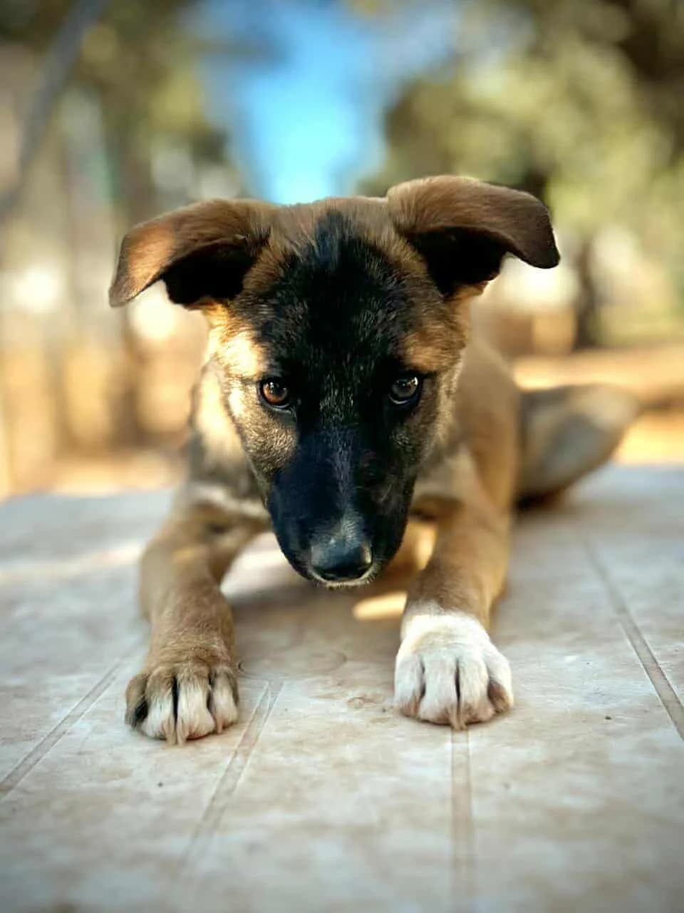 Aston, male puppy Mixed Breed for adoption at DASH Deutschland Tierschutz e.V., Germany