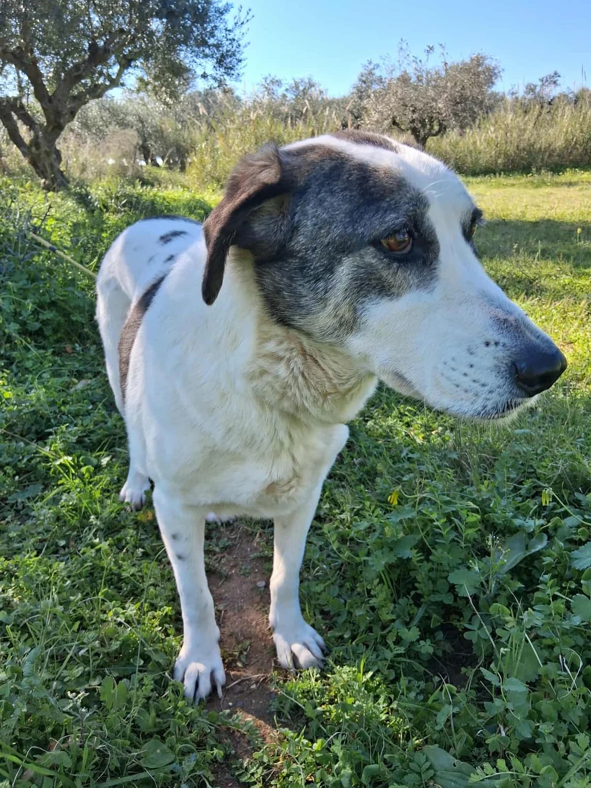 Lady Betty, female Mixed Breed for adoption at DASH Deutschland Tierschutz e.V., Germany