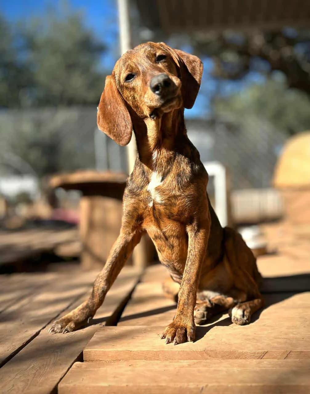Manos, male Mixed Breed for adoption at DASH Deutschland Tierschutz e.V., Germany