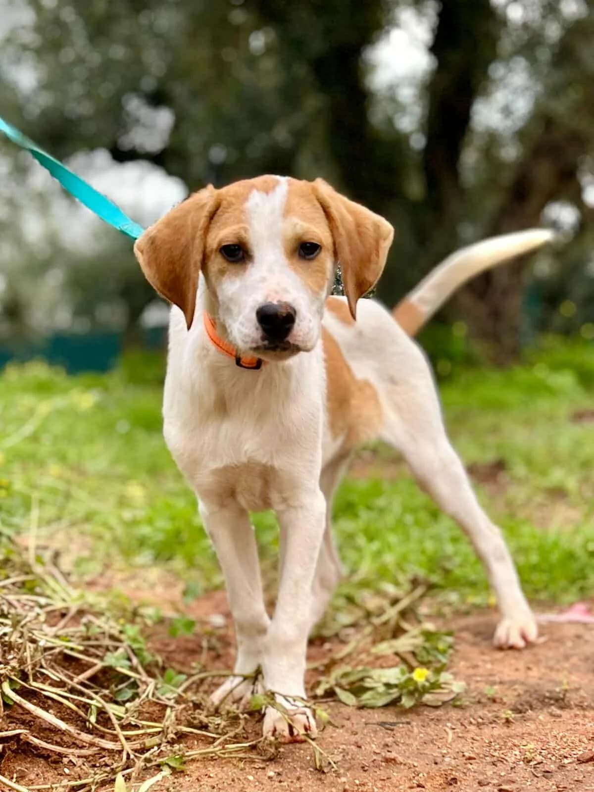 Peppe, male puppy Mixed Breed for adoption at DASH Deutschland Tierschutz e.V., Germany