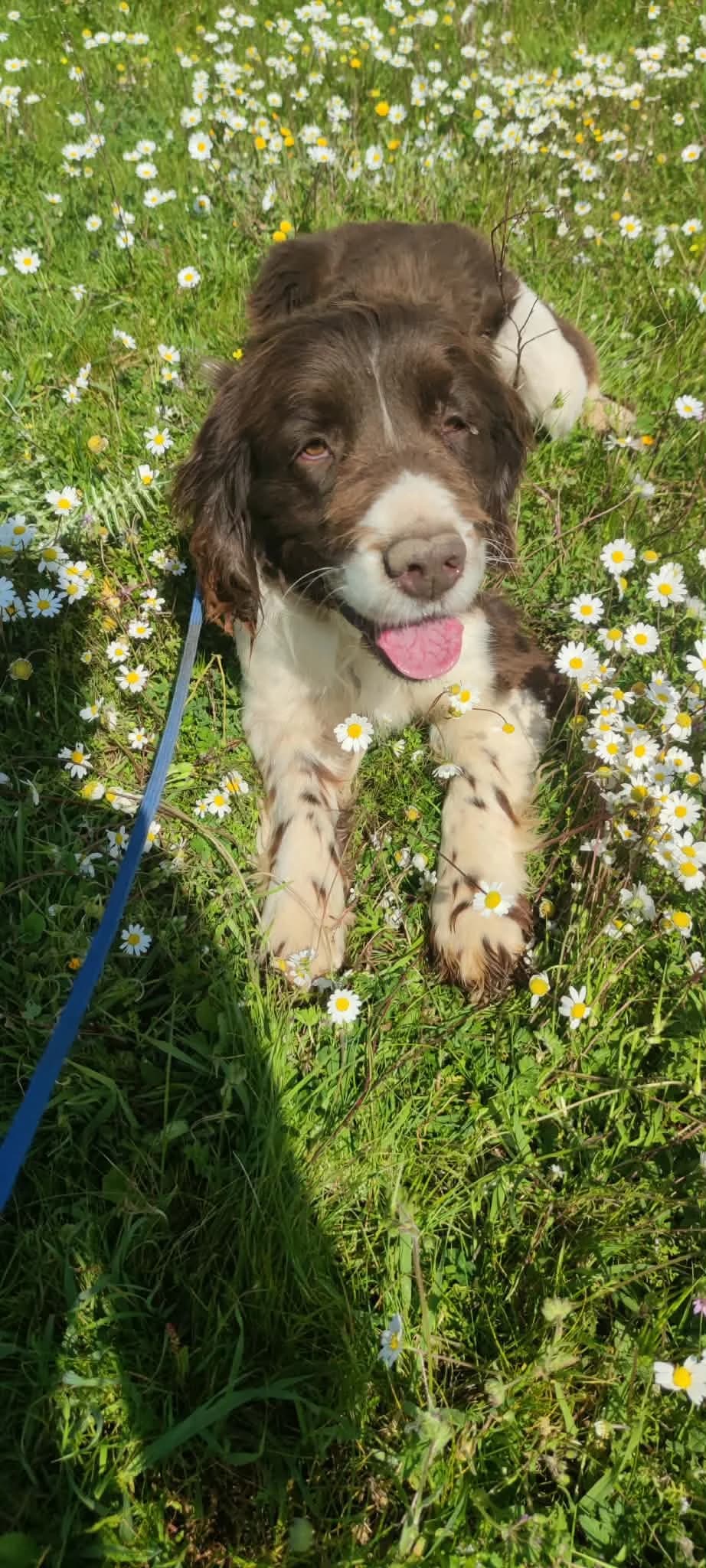Joy, male Mixed Breed for adoption at DASH Deutschland Tierschutz e.V., Germany