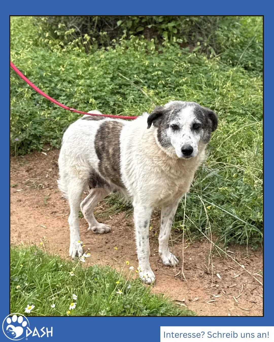 Frieda, female Mixed Breed for adoption at DASH Deutschland Tierschutz e.V., Germany