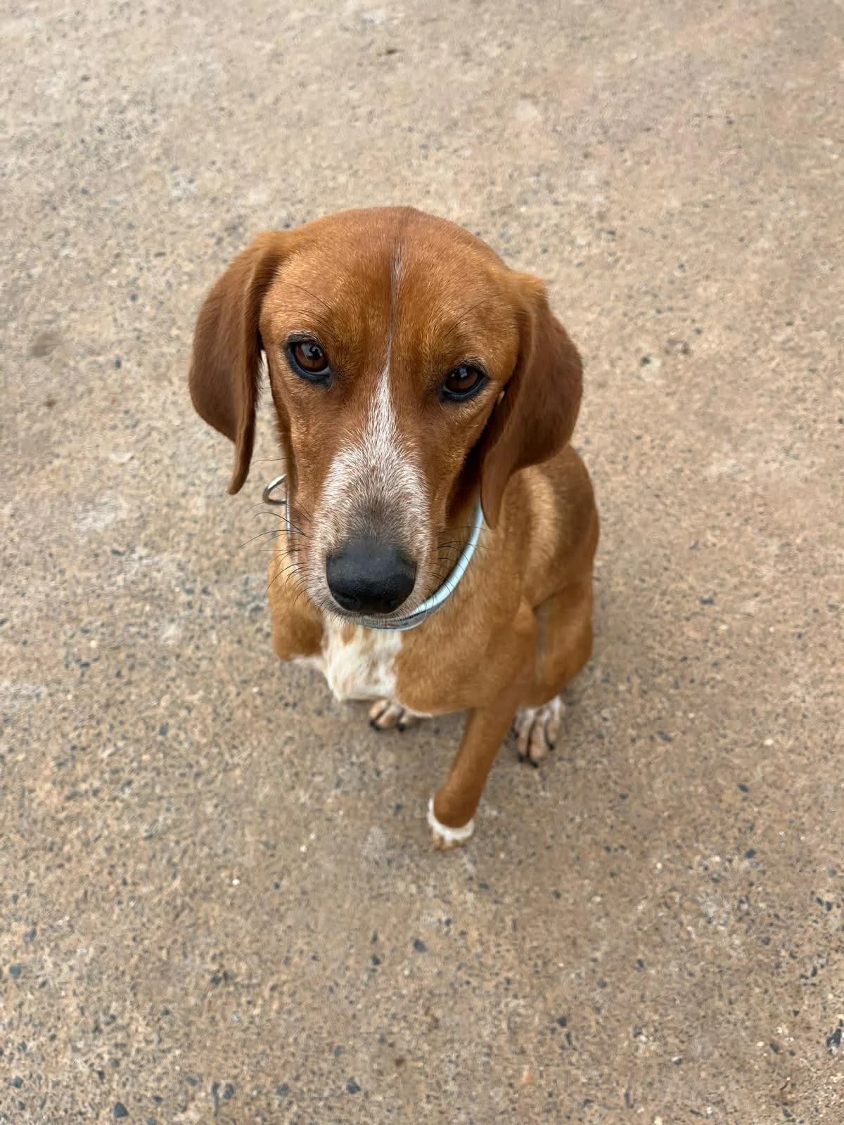 Malou, female Mixed Breed for adoption at DASH Deutschland Tierschutz e.V., Germany