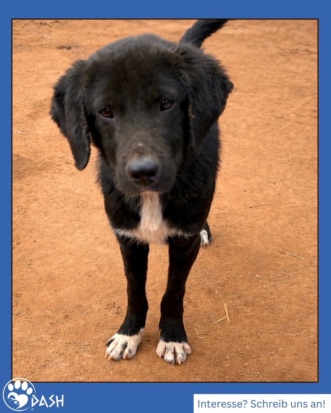 Jerry, male puppy Mixed Breed for adoption at DASH Deutschland Tierschutz e.V., Germany