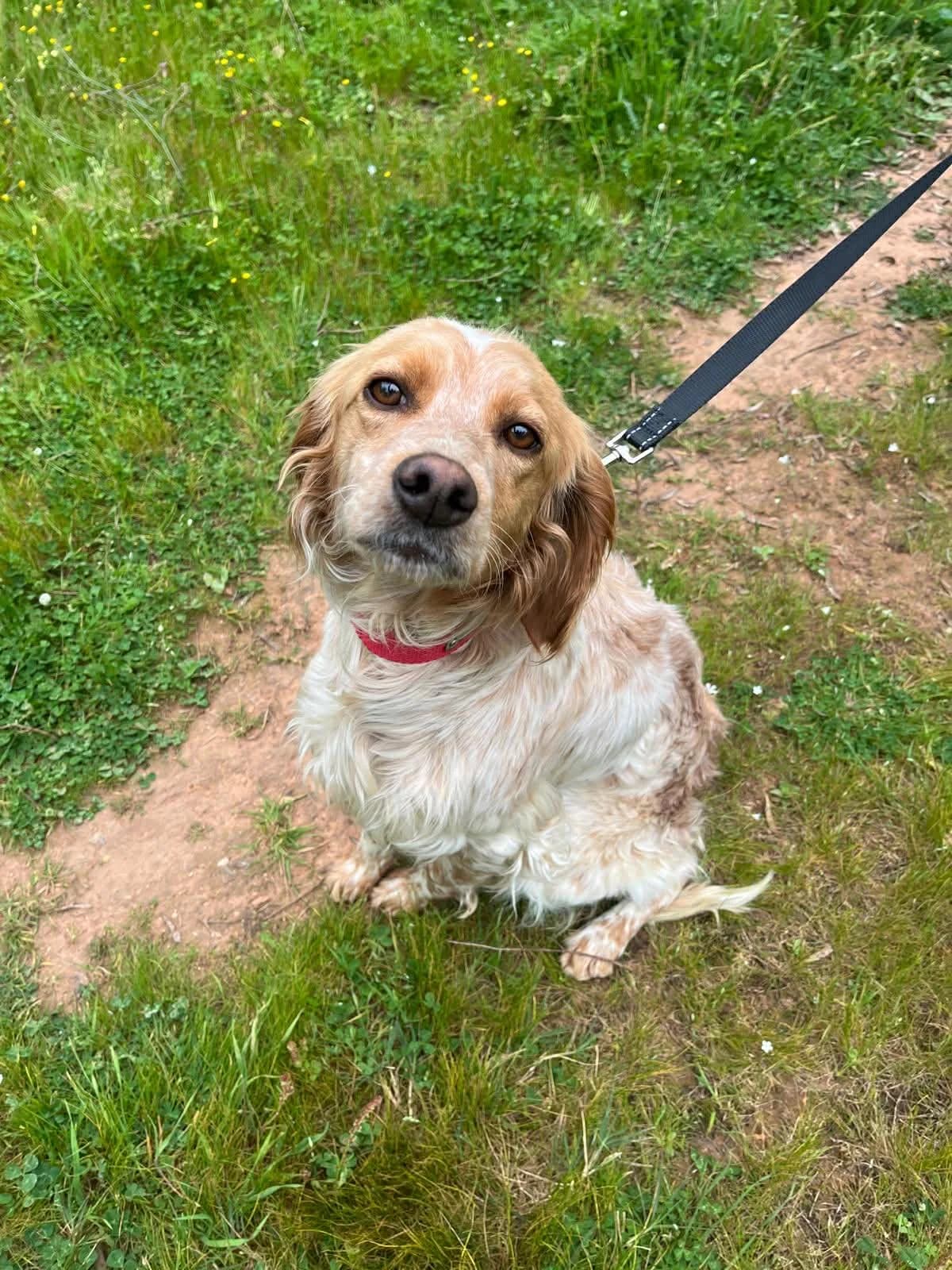 Friday im Tierheim Heilbronn, female Mixed Breed for adoption at DASH Deutschland Tierschutz e.V., Germany