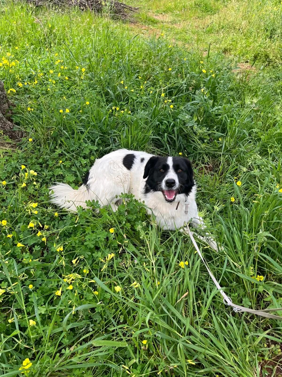 Gofretoula, female Mixed Breed for adoption at DASH Deutschland Tierschutz e.V., Germany