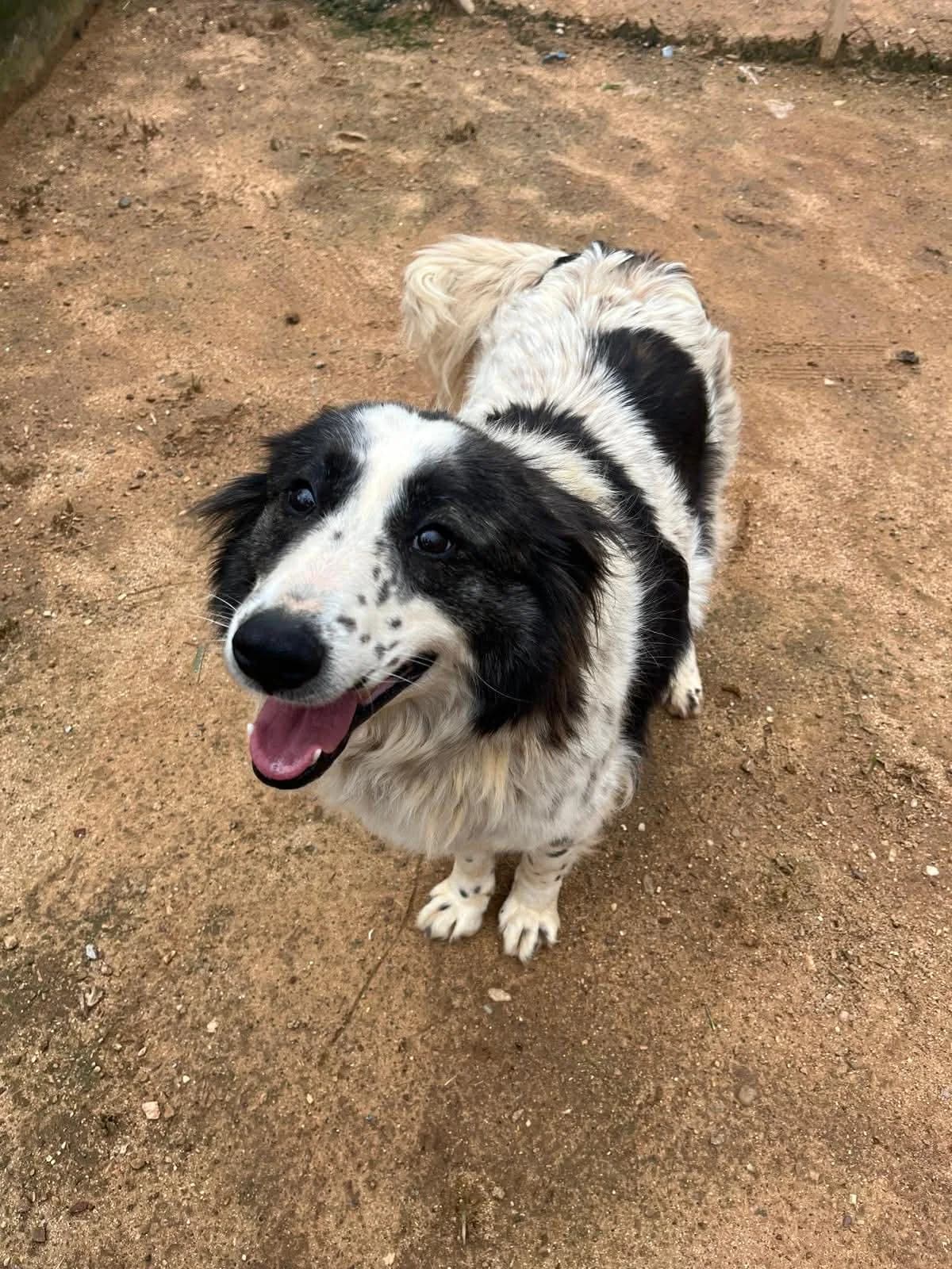 Fenia, female Mixed Breed for adoption at DASH Deutschland Tierschutz e.V., Germany