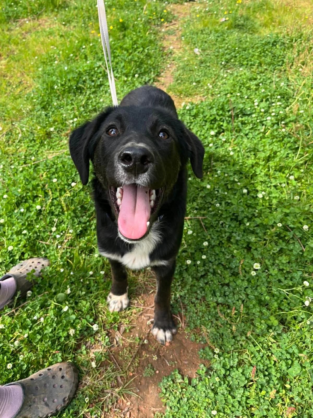 Theo (reserviert), male puppy Mixed Breed for adoption at DASH Deutschland Tierschutz e.V., Germany
