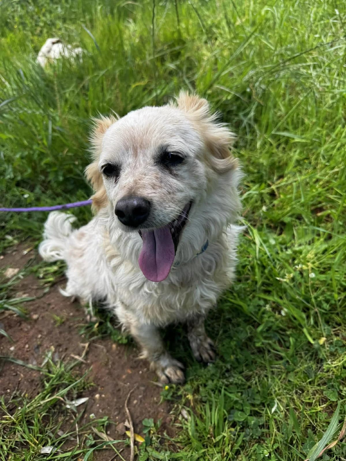Turbo im Tierheim Heilbronn, male Mixed Breed for adoption at DASH Deutschland Tierschutz e.V., Germany