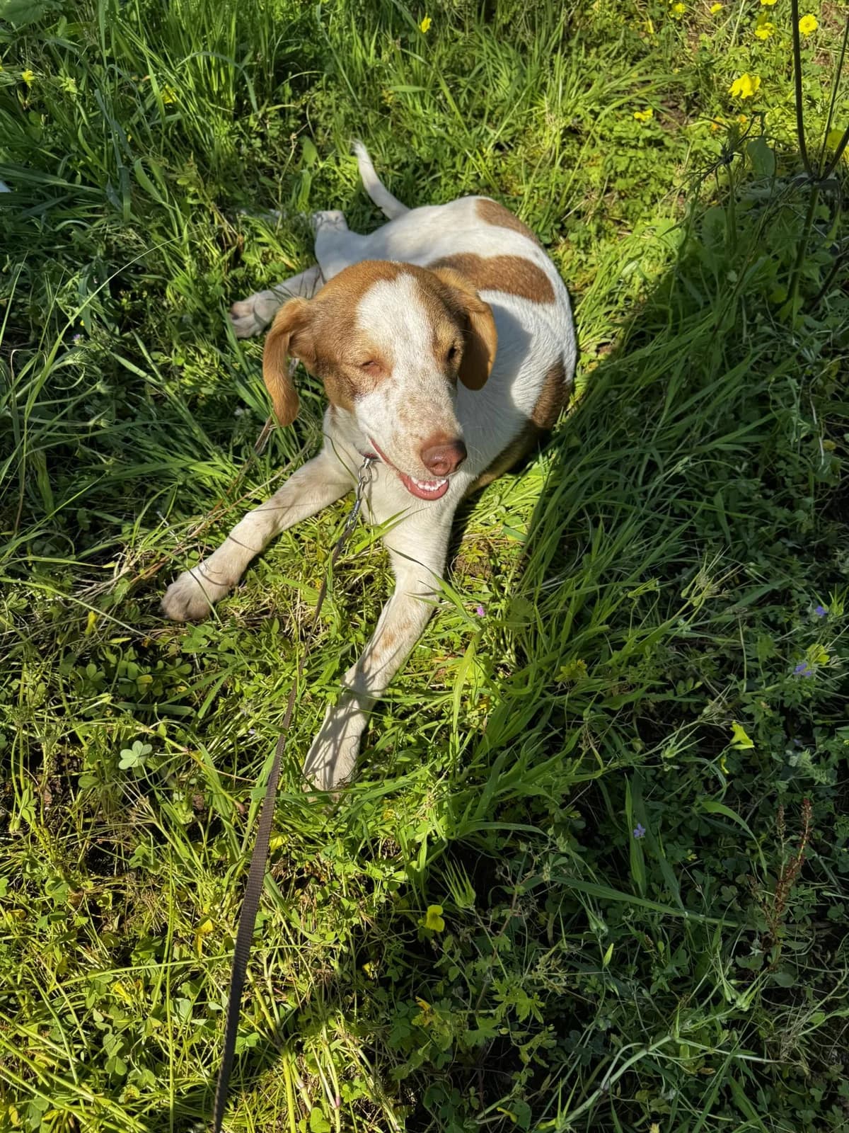 Rina, female puppy Mixed Breed for adoption at DASH Deutschland Tierschutz e.V., Germany