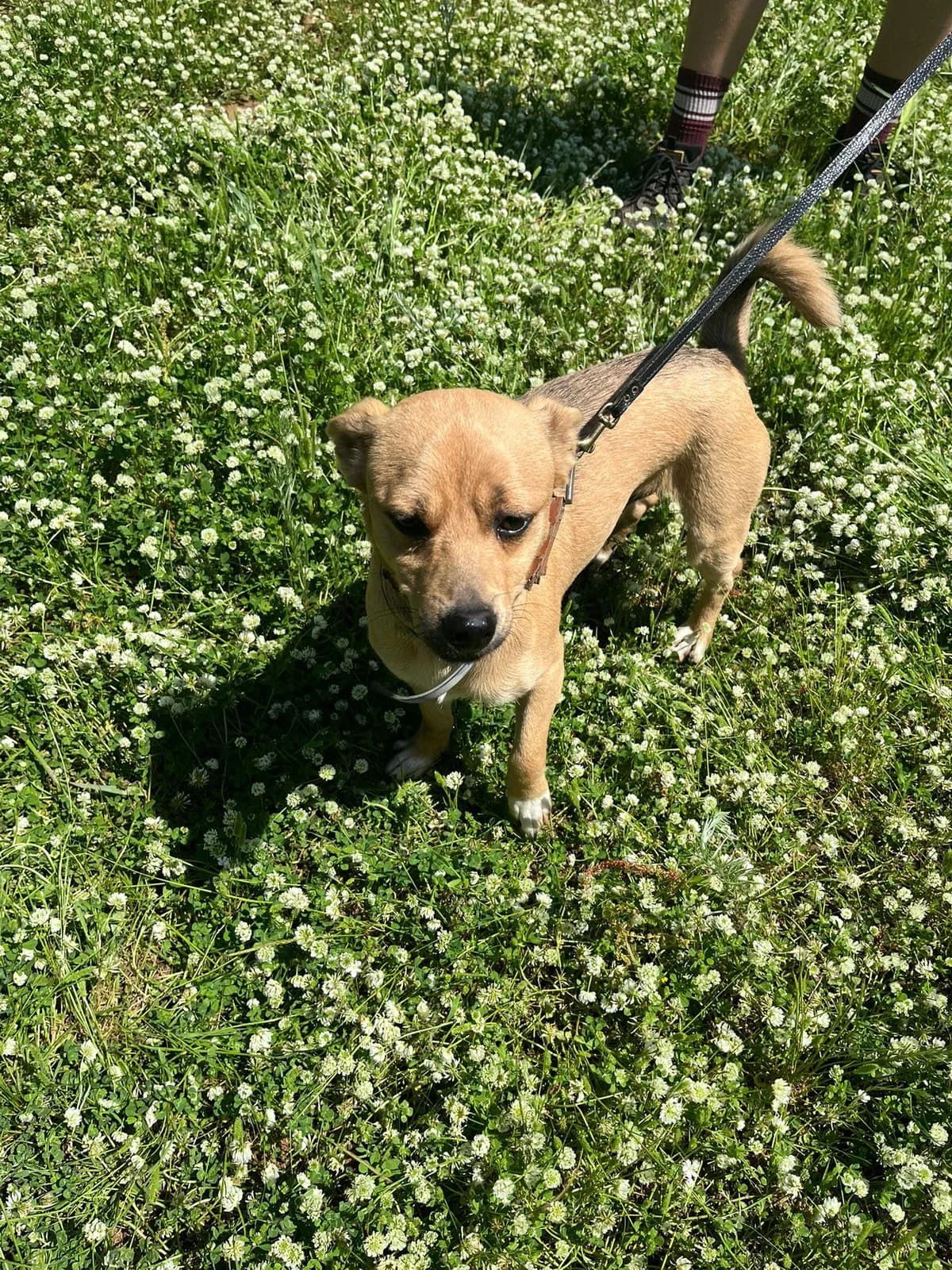 Mailos, male puppy Mixed Breed for adoption at DASH Deutschland Tierschutz e.V., Germany