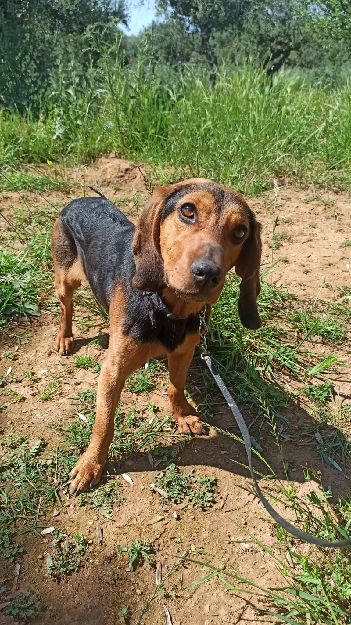 Basil, male puppy Mixed Breed for adoption at DASH Deutschland Tierschutz e.V., Germany