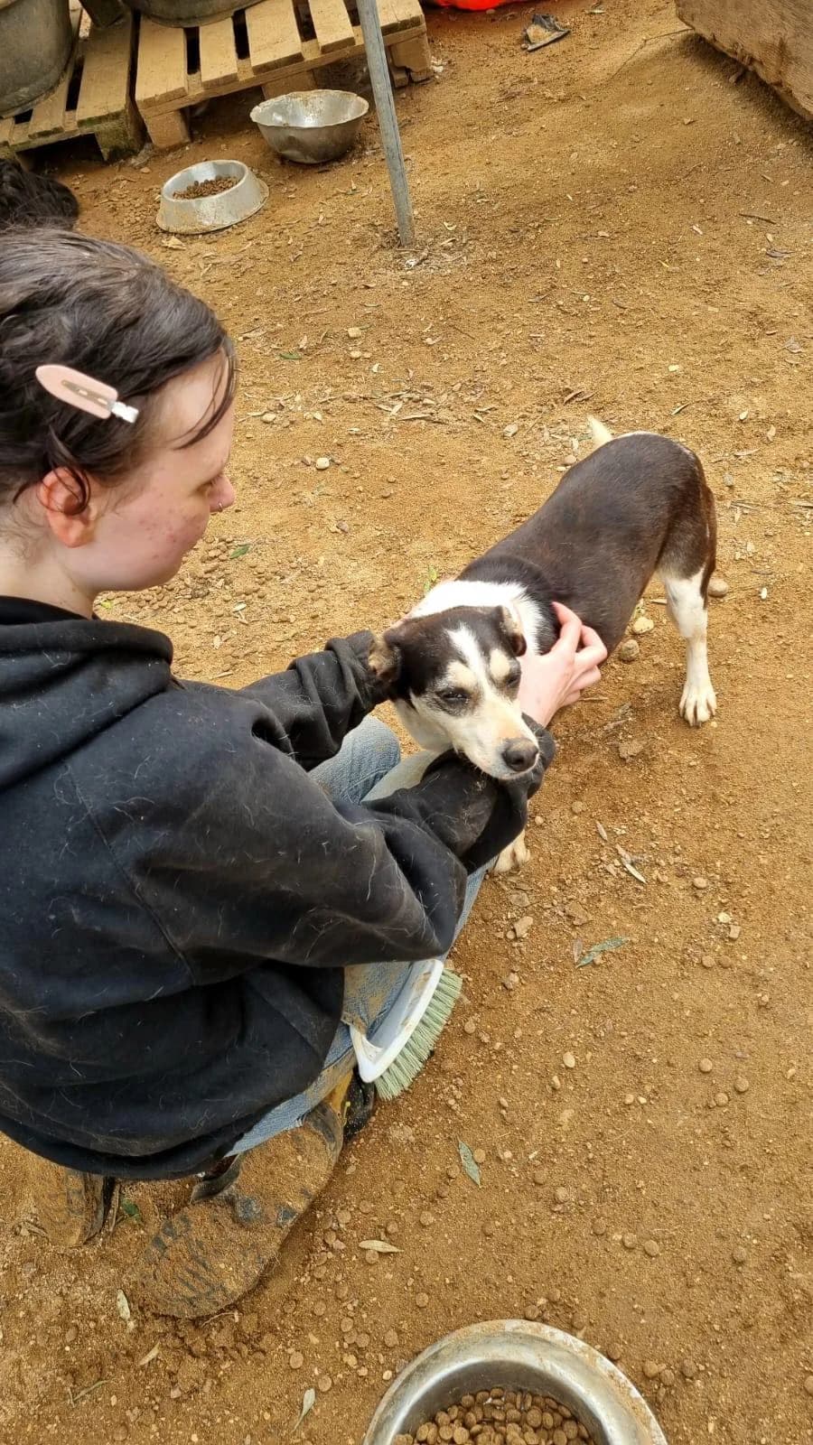 Jajabi, female senior Mixed Breed for adoption at DASH Deutschland Tierschutz e.V., Germany