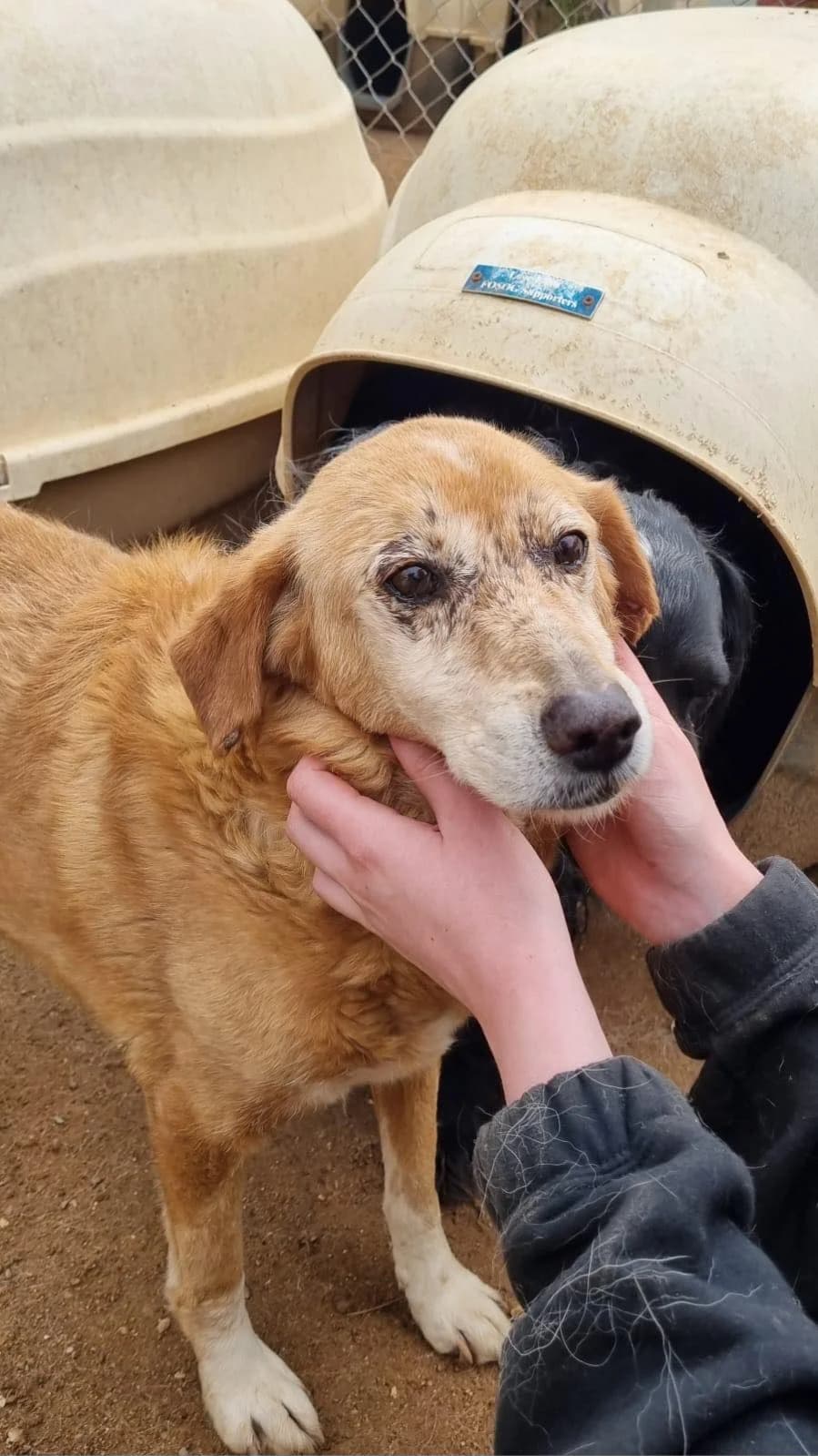 Katja, female senior Mixed Breed for adoption at DASH Deutschland Tierschutz e.V., Germany