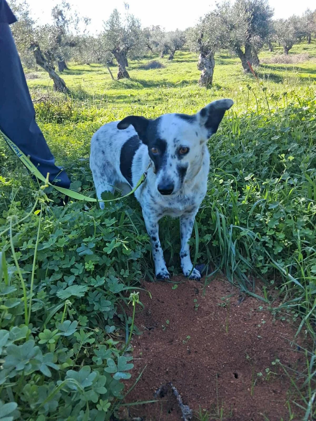 Lolita, female Mixed Breed for adoption at DASH Deutschland Tierschutz e.V., Germany