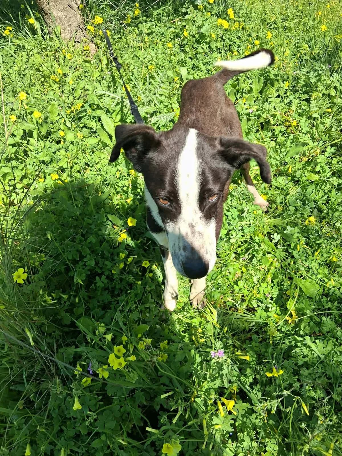 Sumu, female Mixed Breed for adoption at DASH Deutschland Tierschutz e.V., Germany