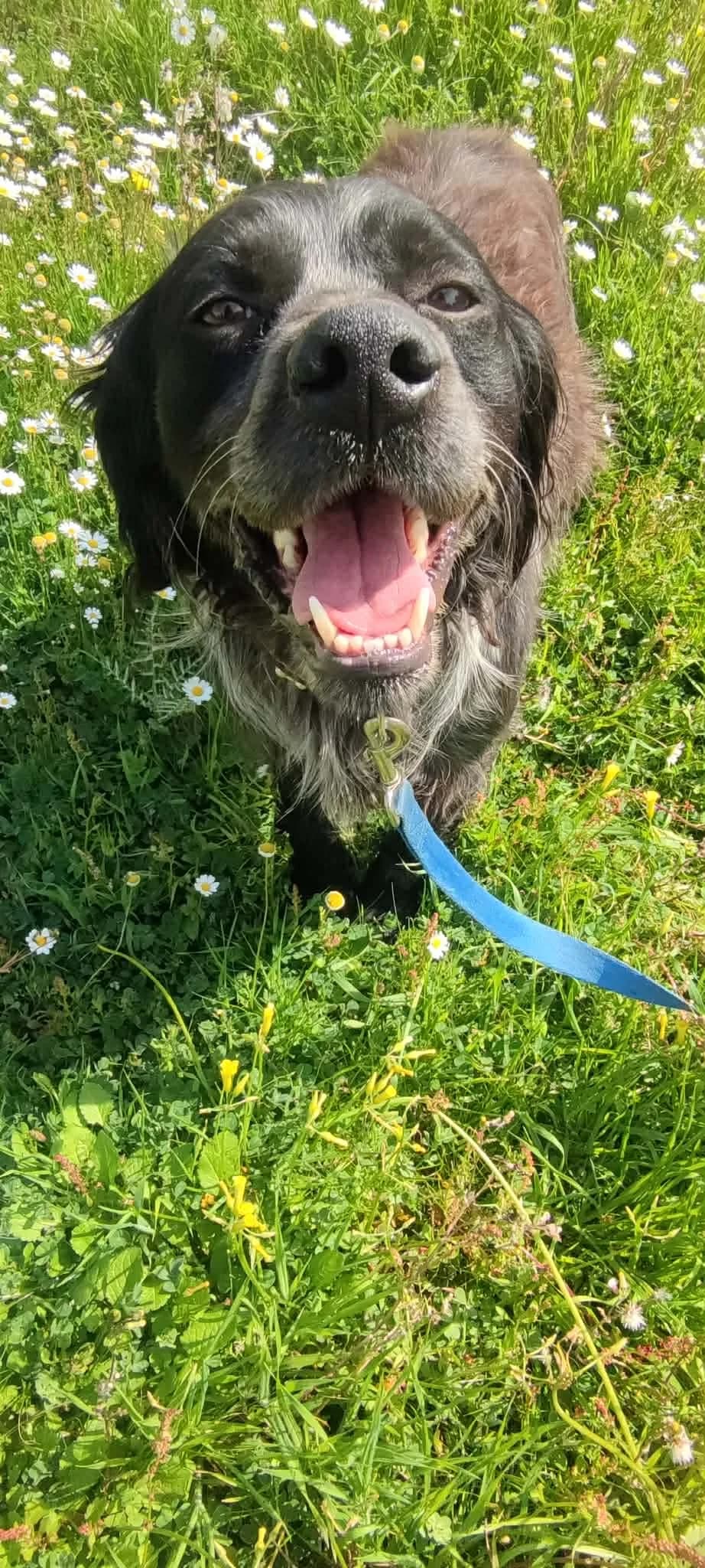 Spithas, male Mixed Breed for adoption at DASH Deutschland Tierschutz e.V., Germany