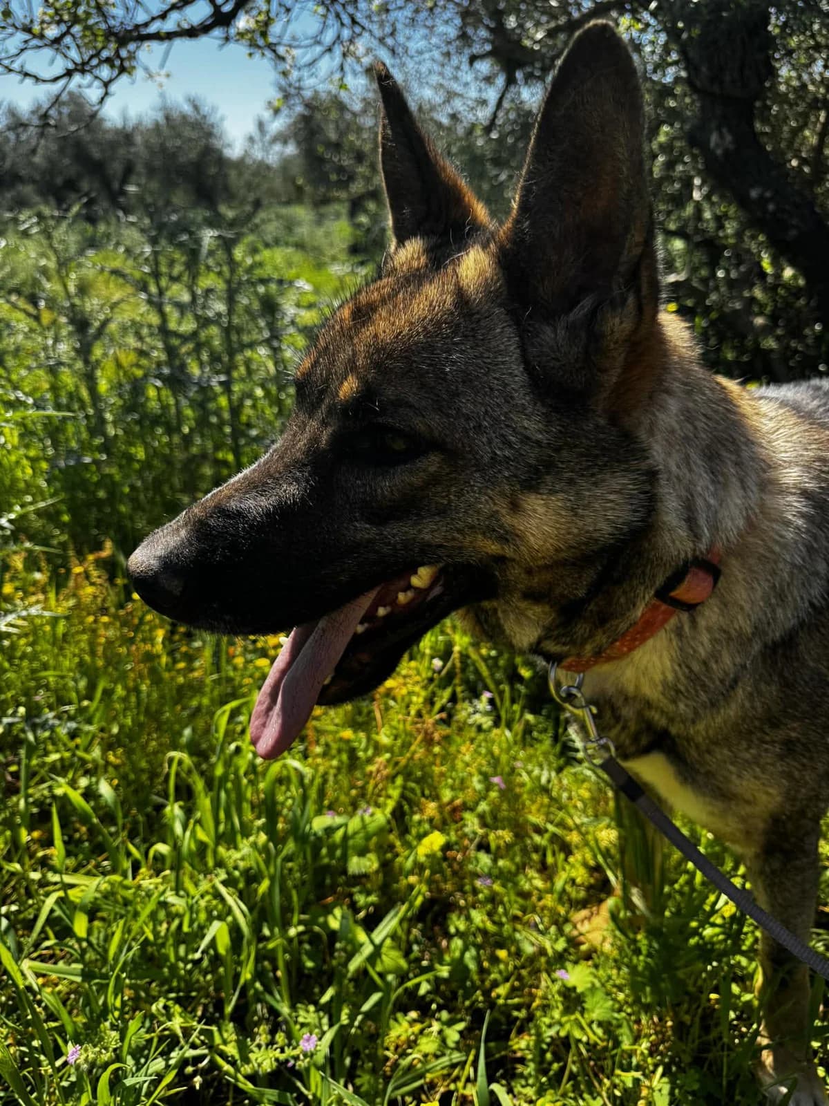 Gentle, female Mixed Breed for adoption at DASH Deutschland Tierschutz e.V., Germany