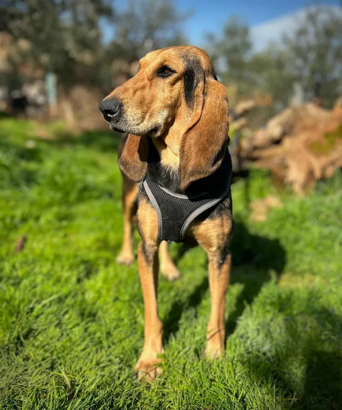 Cora, female Mixed Breed for adoption at DASH Deutschland Tierschutz e.V., Germany