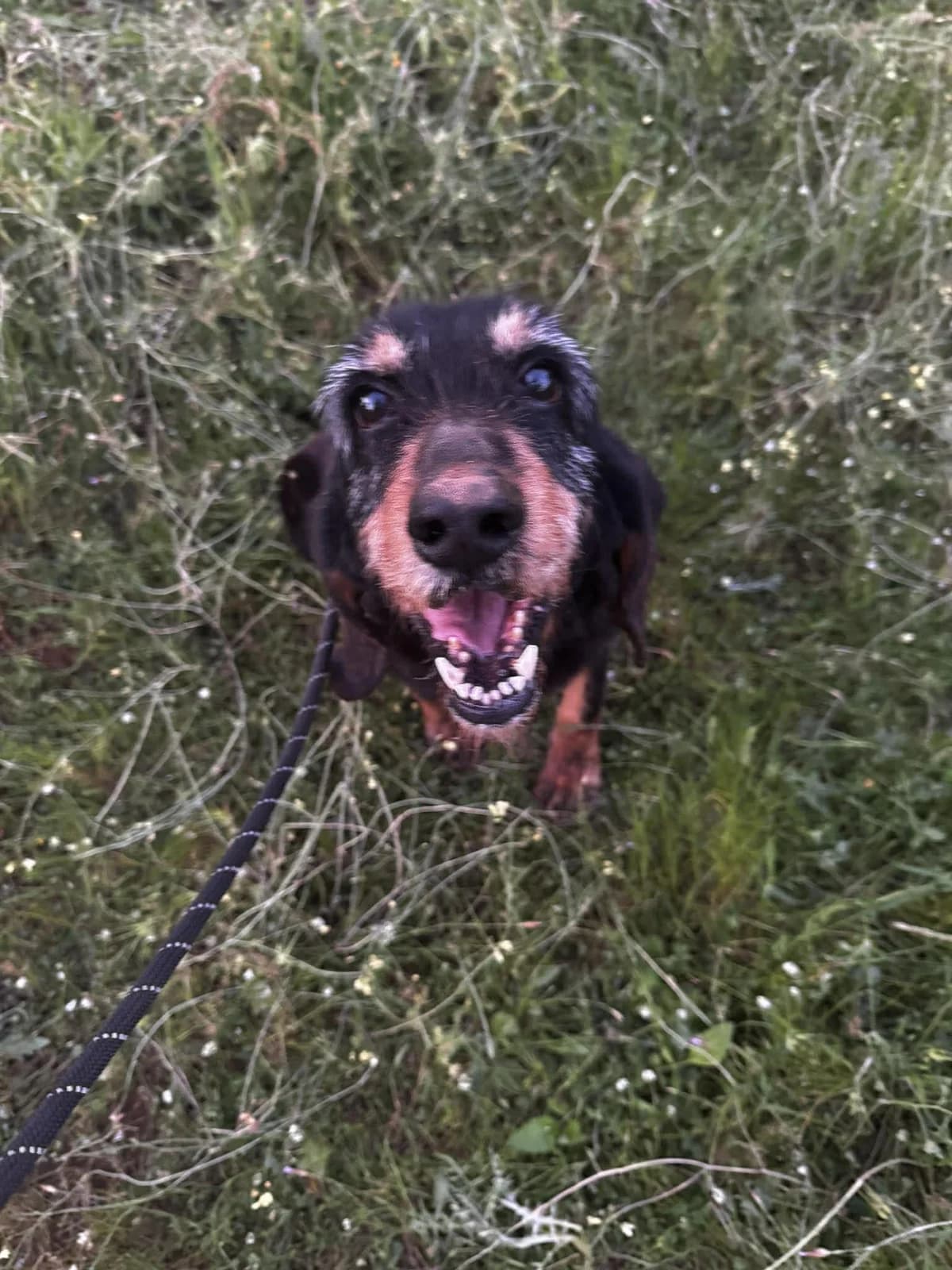 Floppy, female senior Mixed Breed for adoption at DASH Deutschland Tierschutz e.V., Germany