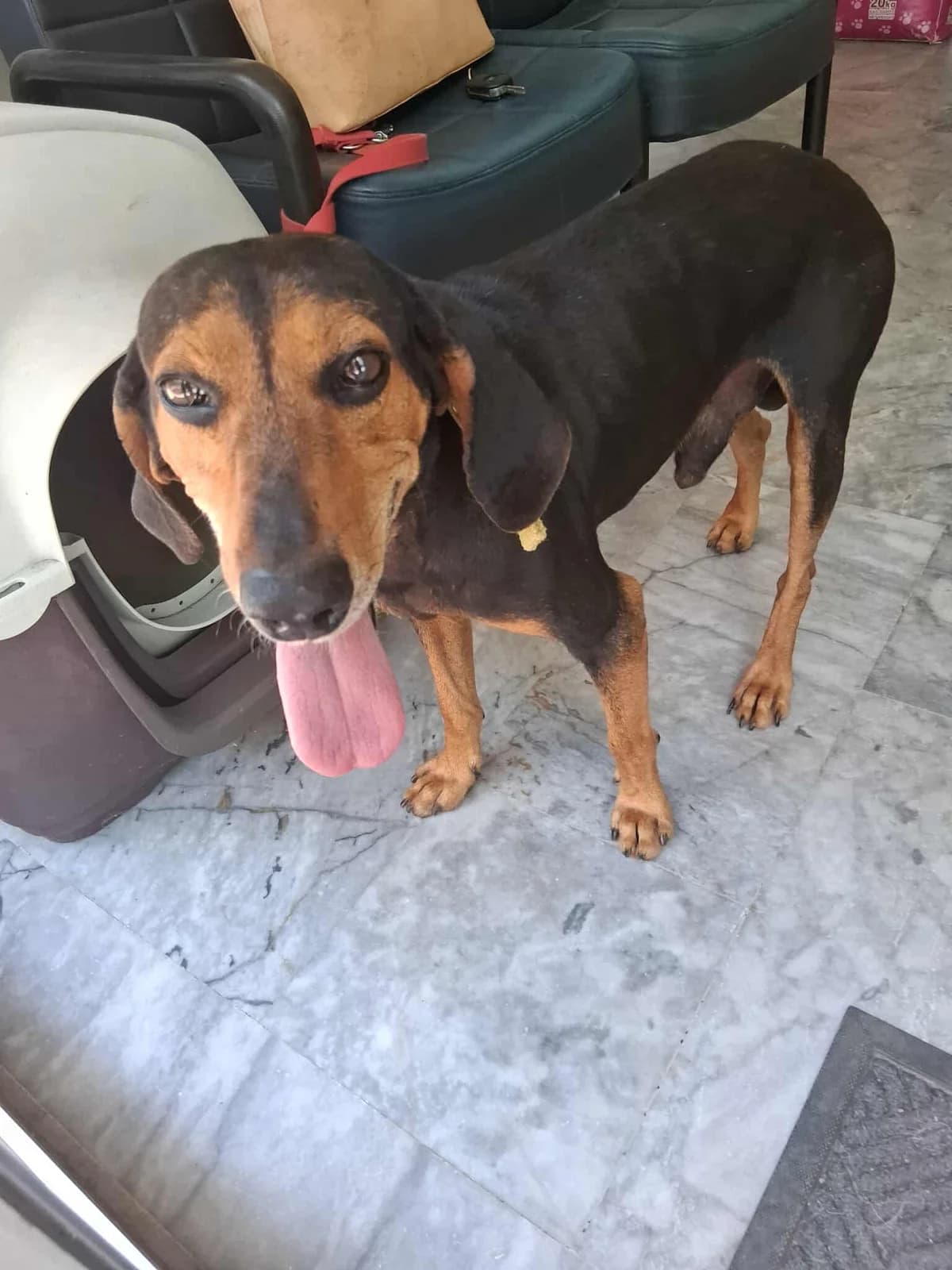Roben, male Mixed Breed for adoption at DASH Deutschland Tierschutz e.V., Germany