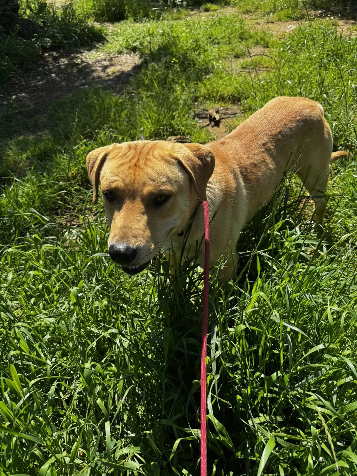 Wonderful, male Mixed Breed for adoption at DASH Deutschland Tierschutz e.V., Germany