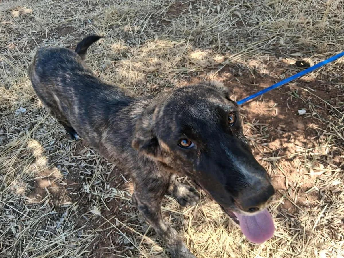 Panther (Aris), male puppy Mixed Breed for adoption at DASH Deutschland Tierschutz e.V., Germany