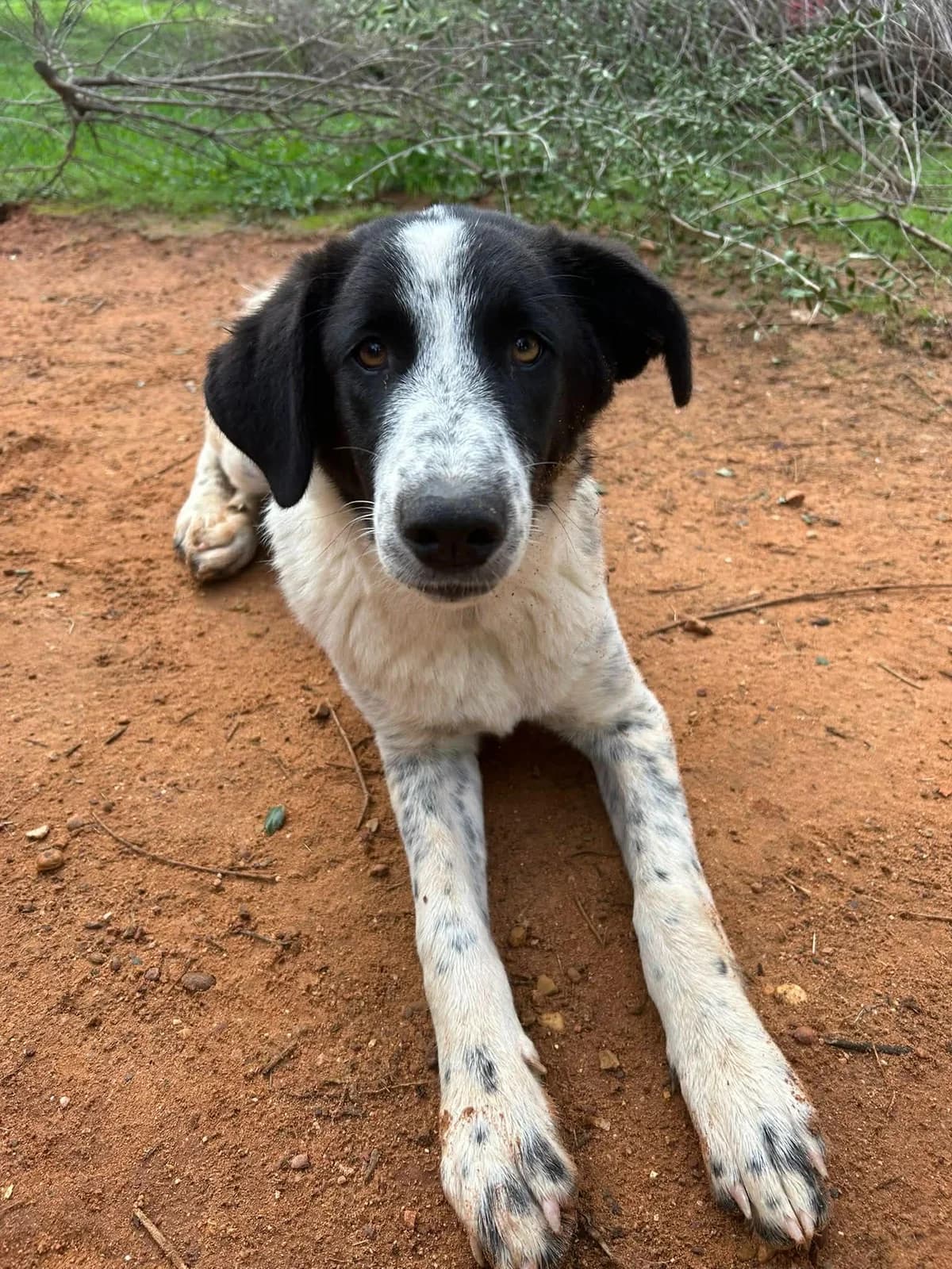Shark, male Mixed Breed for adoption at DASH Deutschland Tierschutz e.V., Germany