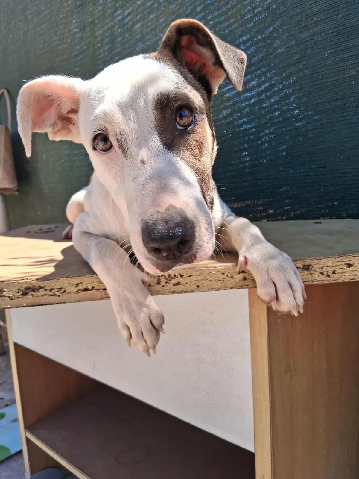 Lizz, female puppy Mixed Breed for adoption at DASH Deutschland Tierschutz e.V., Germany