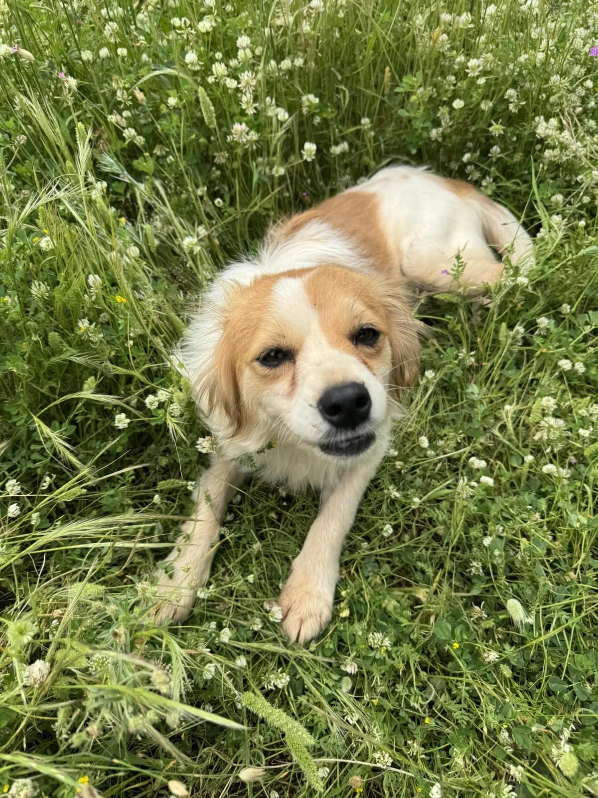 Sissy (reserviert), female Mixed Breed for adoption at DASH Deutschland Tierschutz e.V., Germany