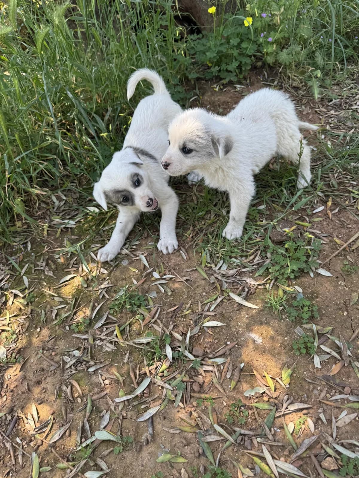 Rosa (w) & Mila (m), female puppy Mixed Breed for adoption at DASH Deutschland Tierschutz e.V., Germany
