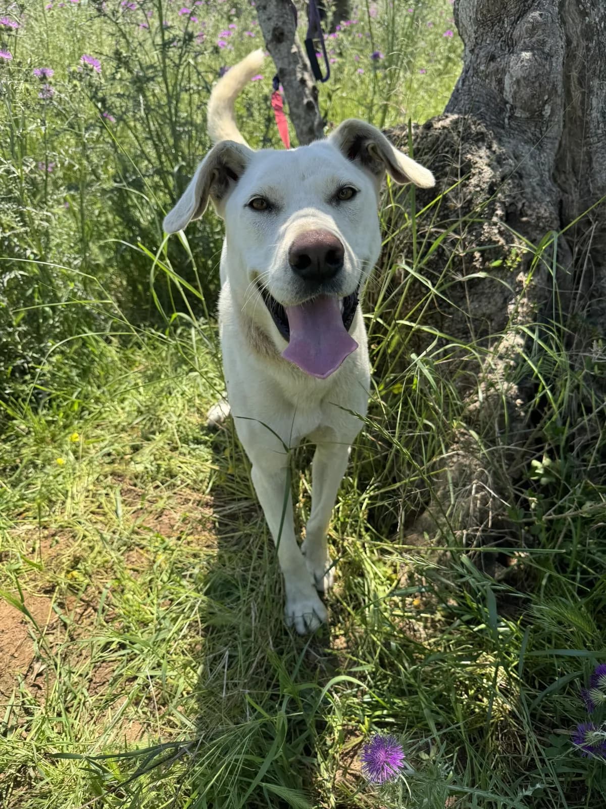 Yuki, female Mixed Breed for adoption at DASH Deutschland Tierschutz e.V., Germany