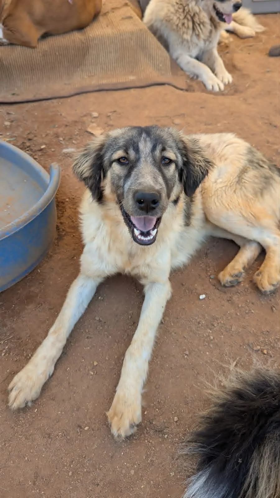 Bloom, female Mixed Breed for adoption at DASH Deutschland Tierschutz e.V., Germany