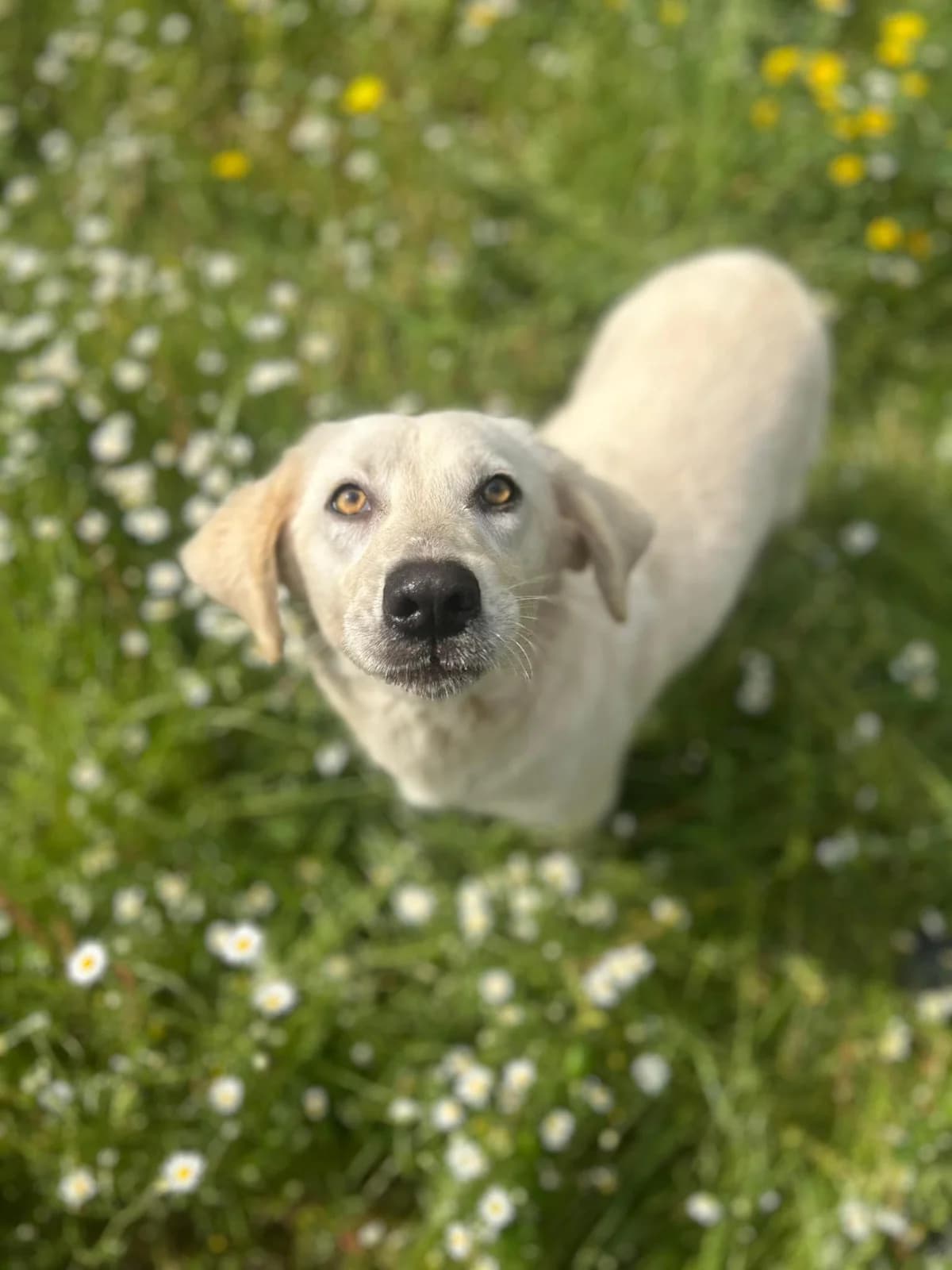 Babsie, female Mixed Breed for adoption at DASH Deutschland Tierschutz e.V., Germany