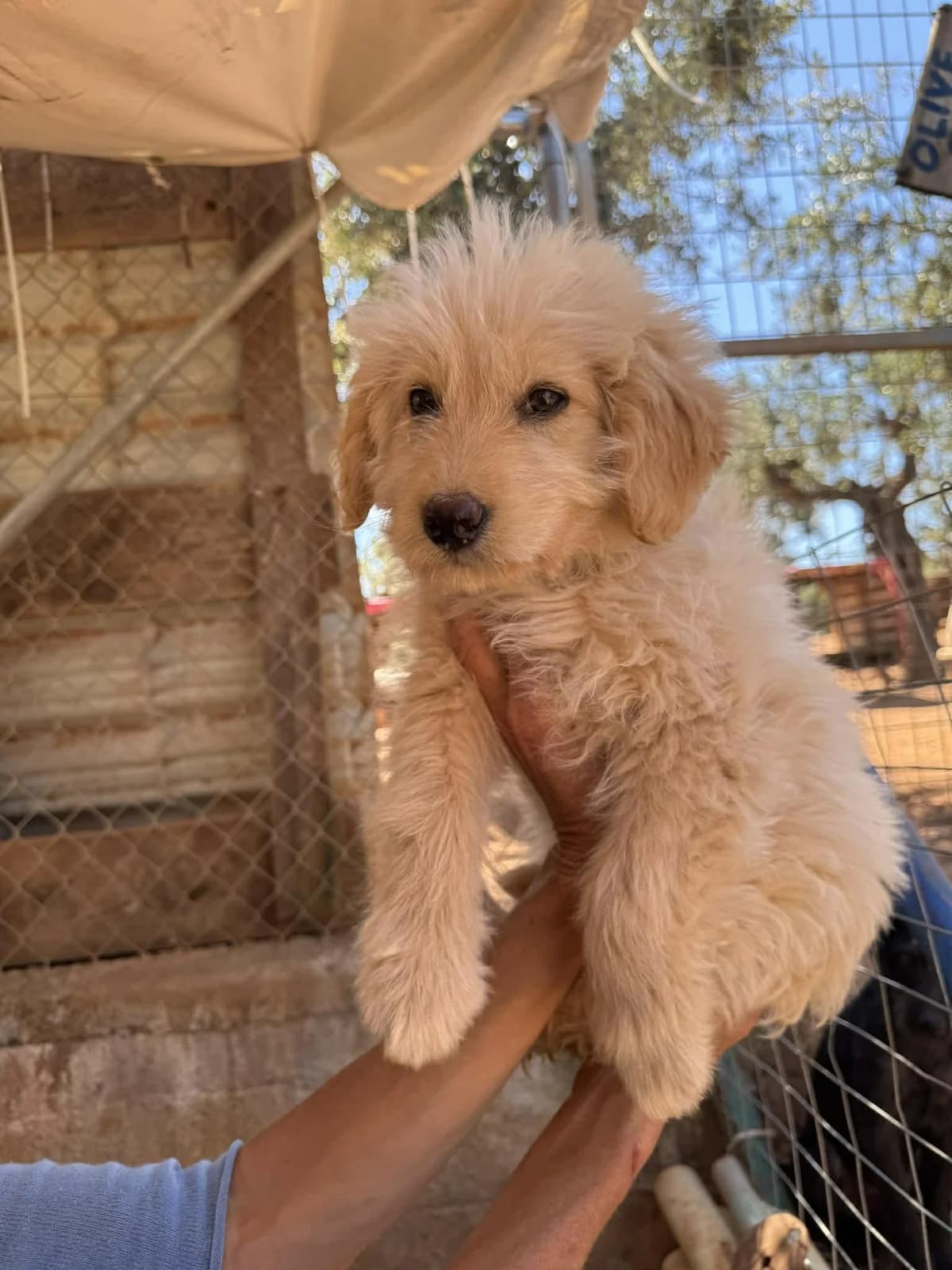 Kouskous / Fluffy (reserviert), male puppy Mixed Breed for adoption at DASH Deutschland Tierschutz e.V., Germany