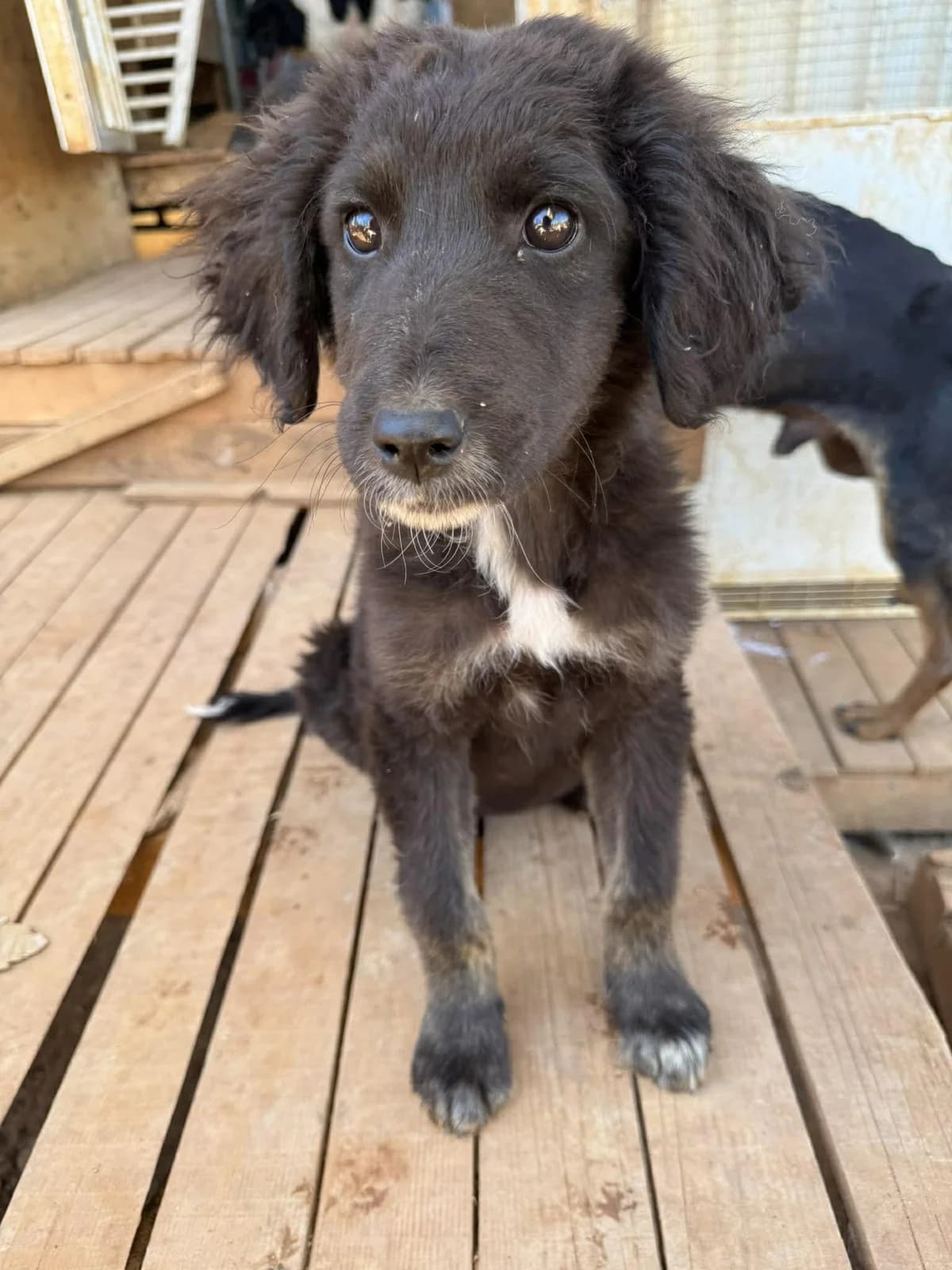 Mokka, female puppy Mixed Breed for adoption at DASH Deutschland Tierschutz e.V., Germany