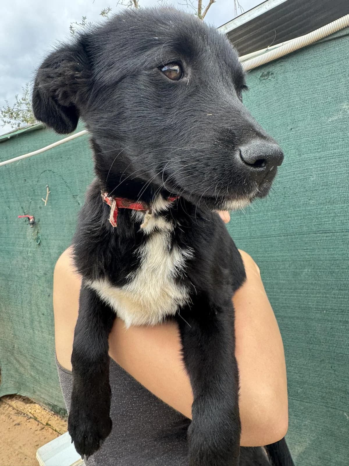 Mavroula, female puppy Mixed Breed for adoption at DASH Deutschland Tierschutz e.V., Germany