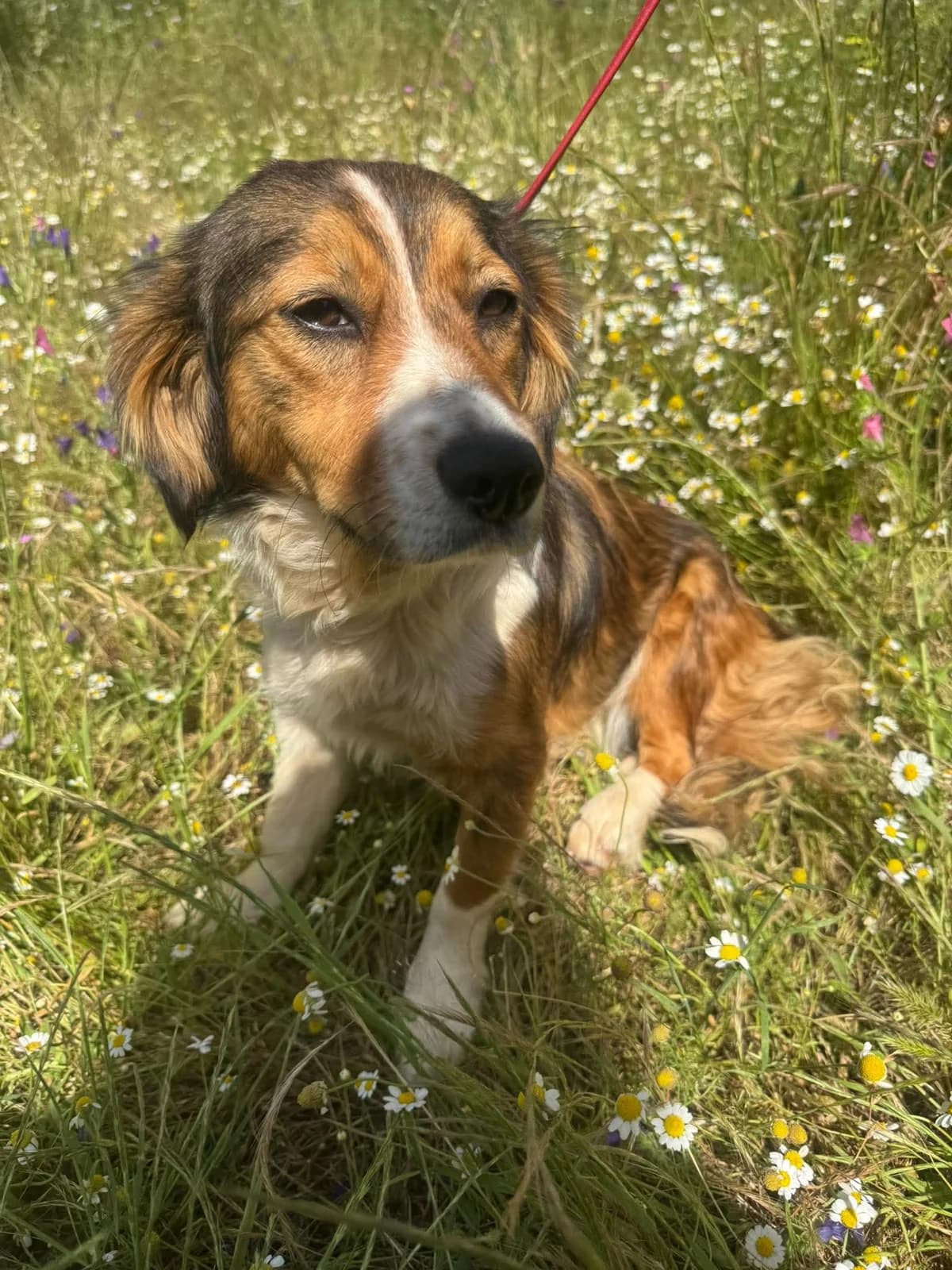 Lily, female Mixed Breed for adoption at DASH Deutschland Tierschutz e.V., Germany