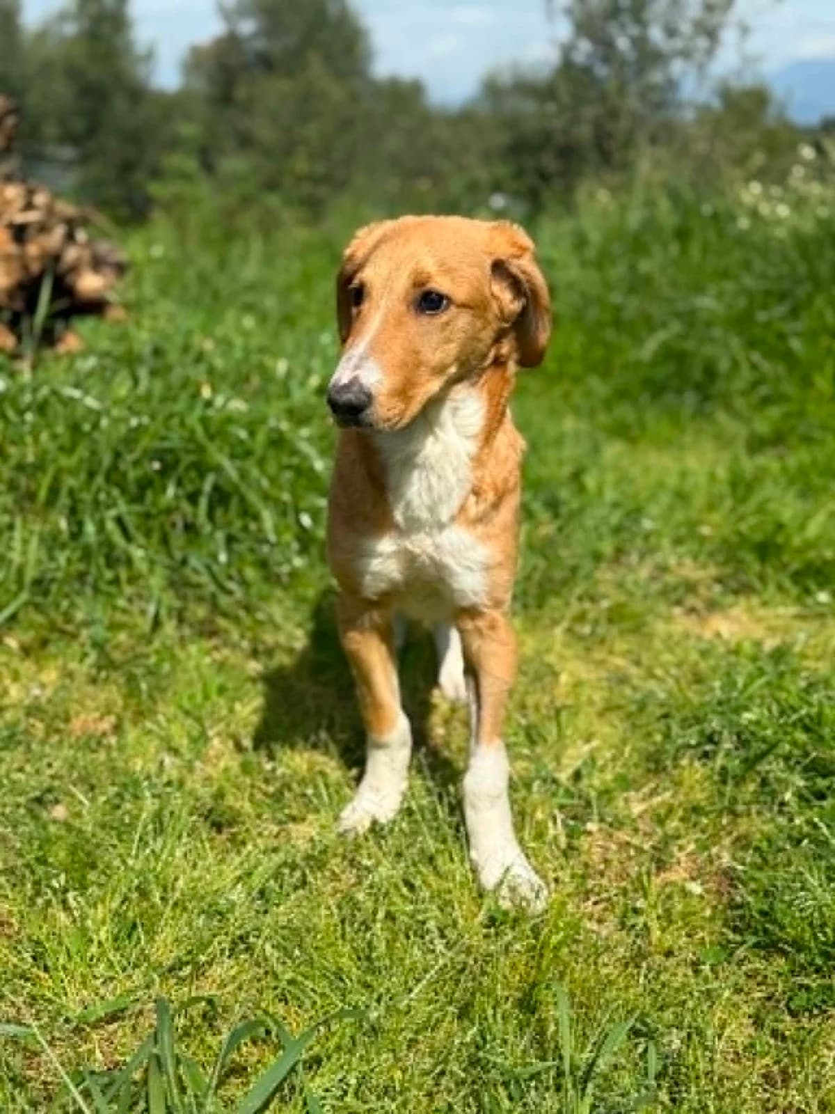 Iliana (reserviert), female puppy Mixed Breed for adoption at DASH Deutschland Tierschutz e.V., Germany