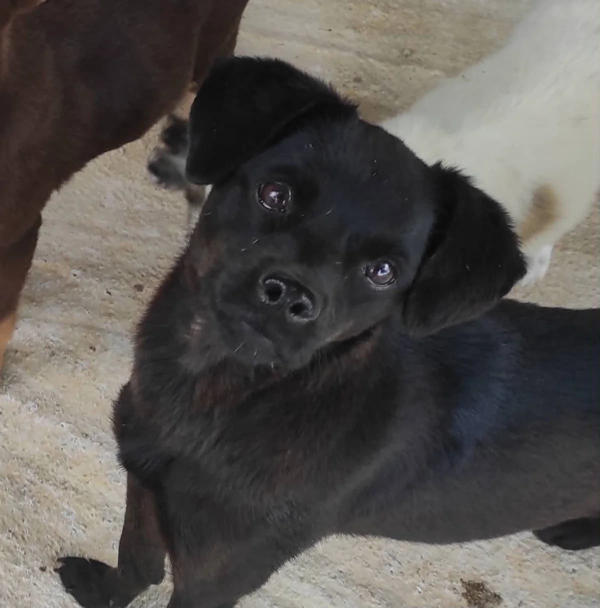 Sasha, female Mixed Breed for adoption at DASH Deutschland Tierschutz e.V., Germany