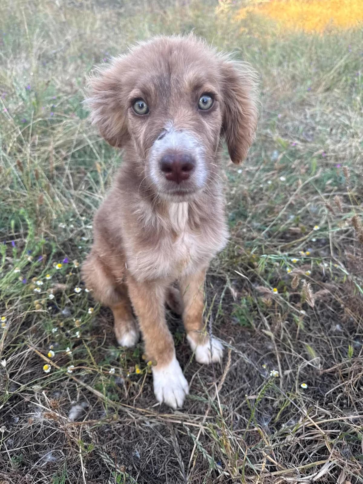 Nutella (reserviert), male puppy Mixed Breed for adoption at DASH Deutschland Tierschutz e.V., Germany