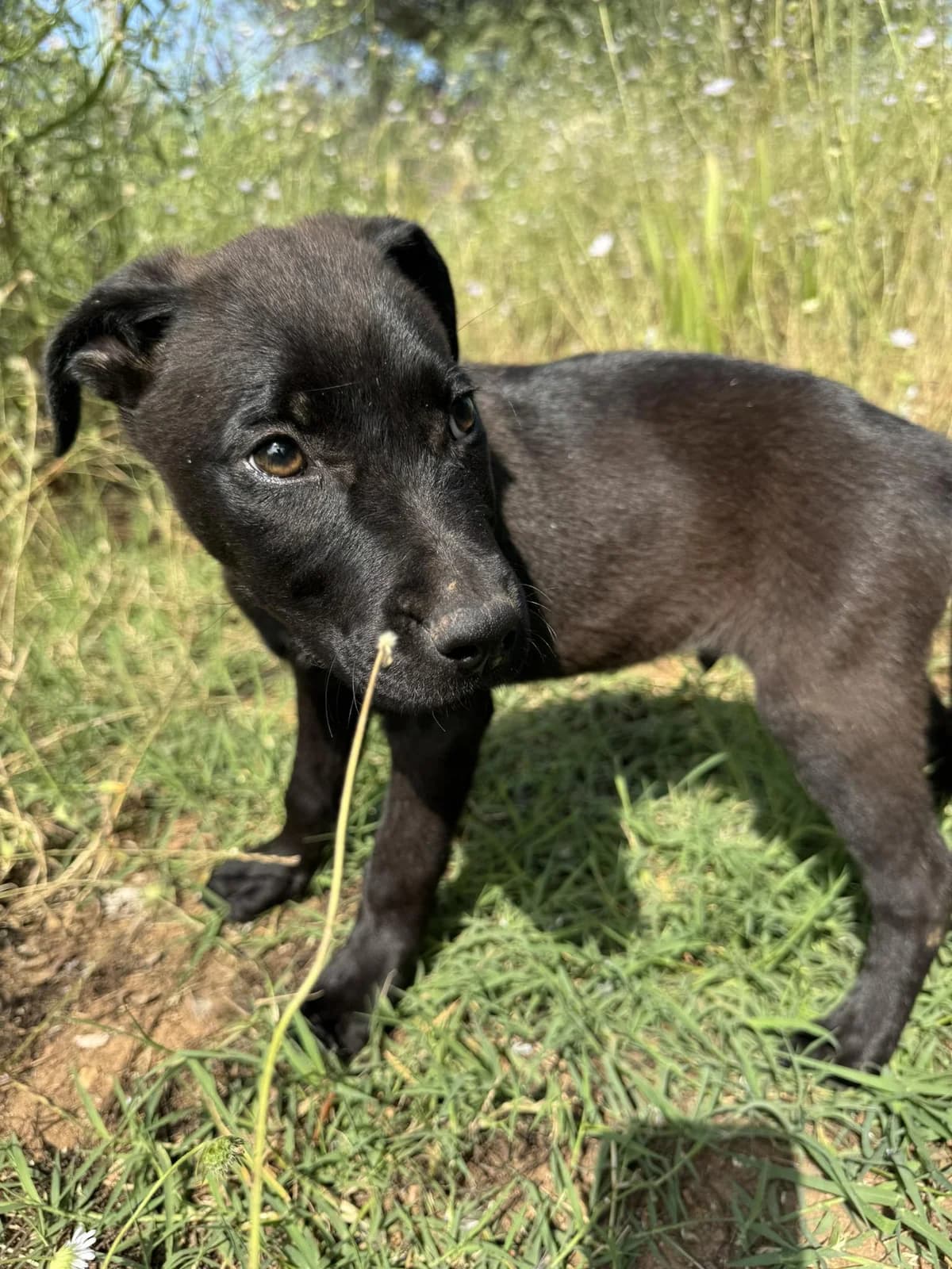 Kiss, male puppy Mixed Breed for adoption at DASH Deutschland Tierschutz e.V., Germany