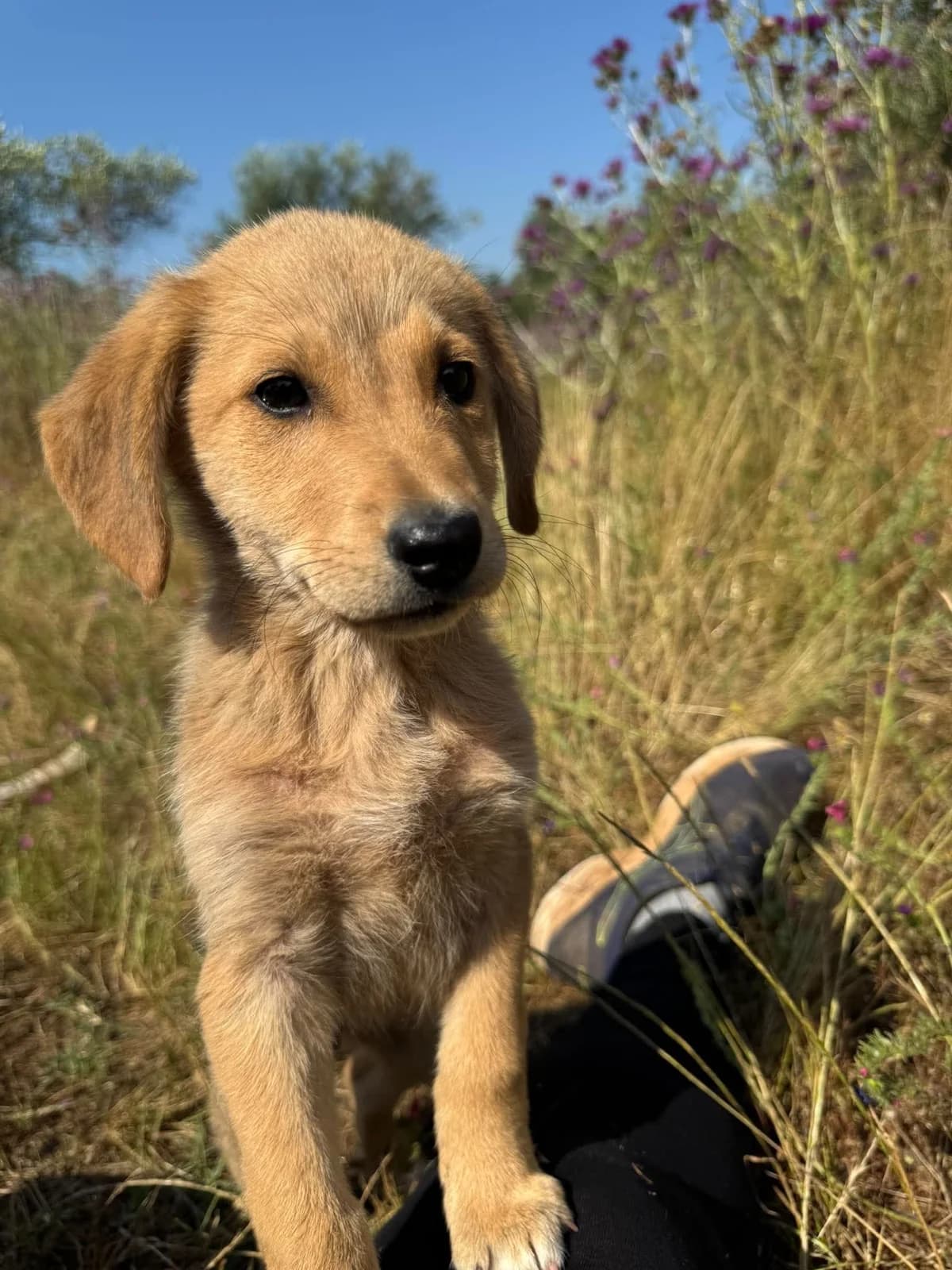 Dolly, female puppy Mixed Breed for adoption at DASH Deutschland Tierschutz e.V., Germany