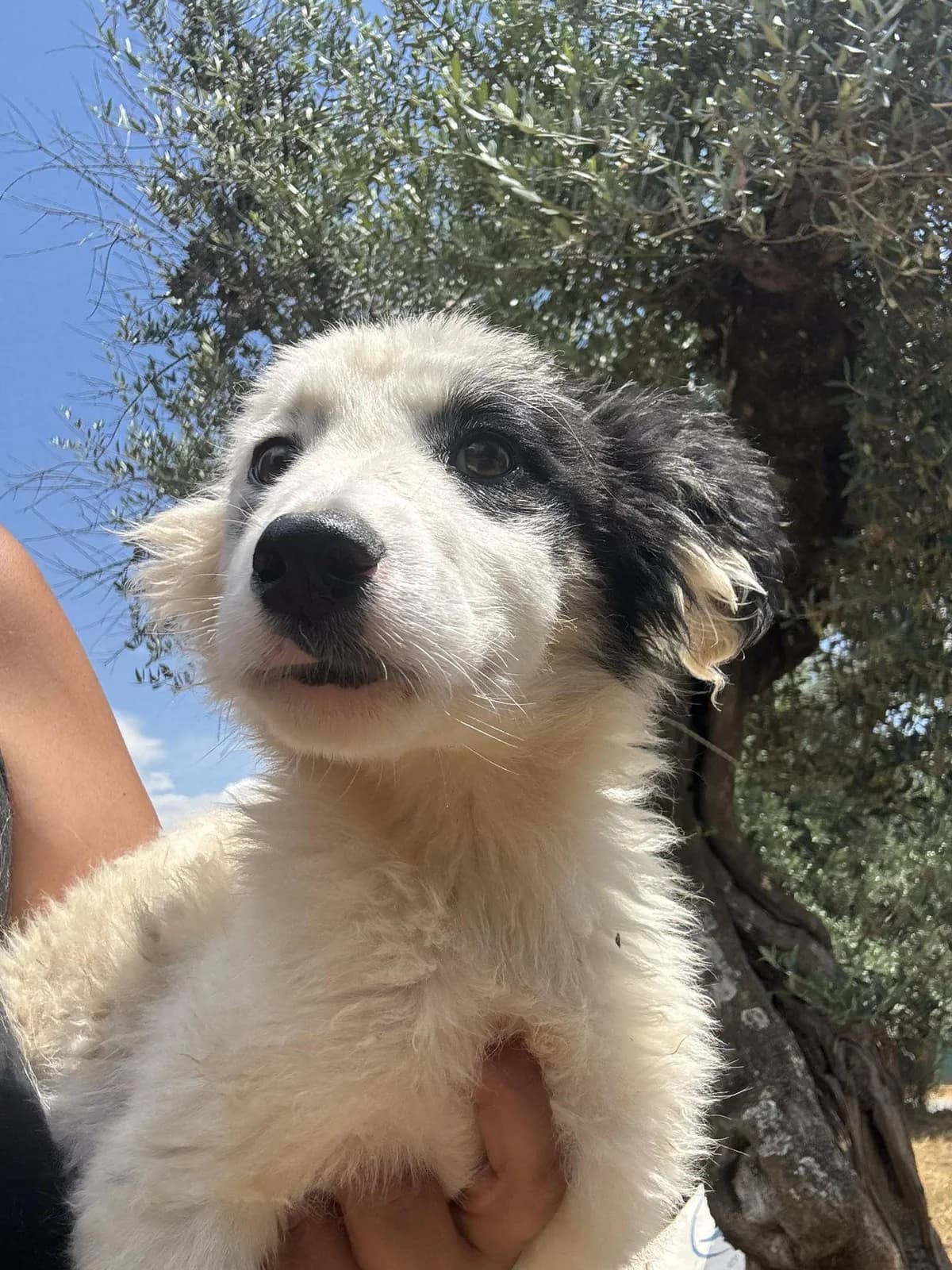 Dots, female puppy Mixed Breed for adoption at DASH Deutschland Tierschutz e.V., Germany