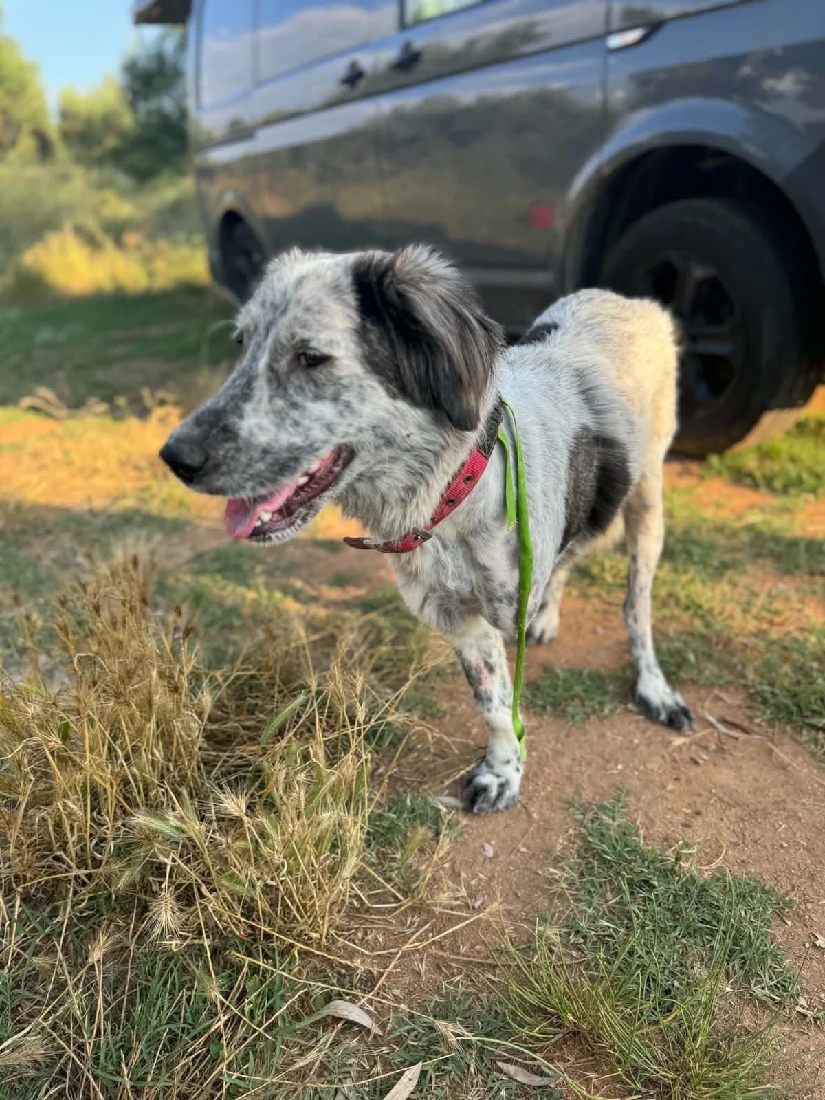 Azalea, female Mixed Breed for adoption at DASH Deutschland Tierschutz e.V., Germany
